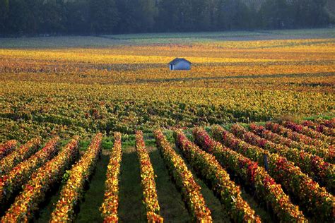 Your Essential Guide To Pinot Blanc Wine Winepros