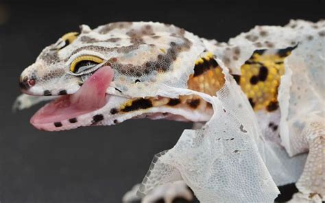 Why Is My Leopard Gecko Pale The Truth Reptile Maniac