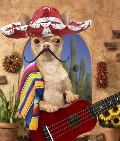 Community Post Pets Enjoying Cinco De Mayo Cute Chihuahua Cute Dogs