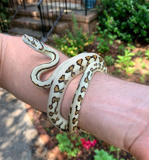 A Beautiful Carpet Python Im Raising Up Rsnakes