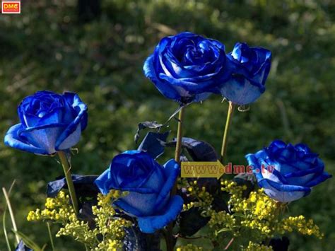 ดอกกุหลาบสีน้ำเงิน Free Wallpaper Dmctv
