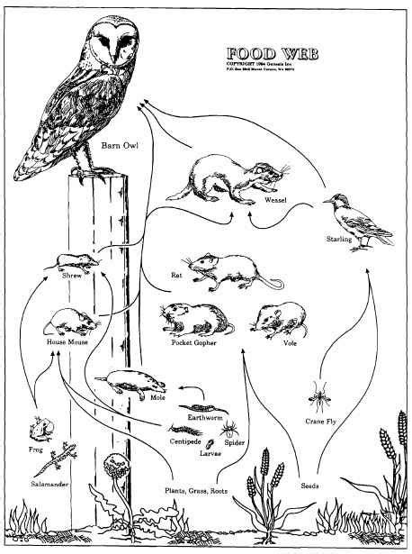 Fox → rabbit → grass. The Food-web of the barn owl, as given in the scientific ...