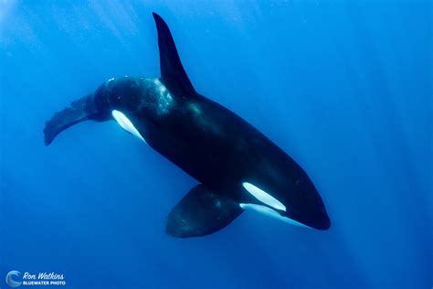 Face To Face With Killer Whales Underwater Photography Guide