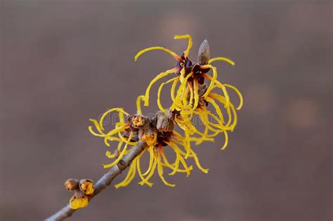 Witch Hazel That Yellow Beautiful Flowers Bloom Early Spring Stock