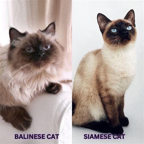 Balinese Cat Vs Siamese Similarities And Differences Between Siamese