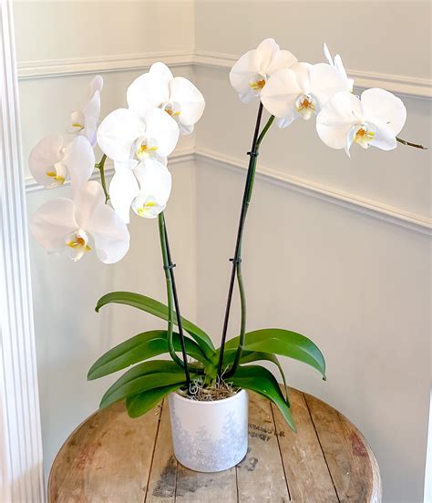 Phalaenopsis Orchid Plant Blume Haus Fine Flowers