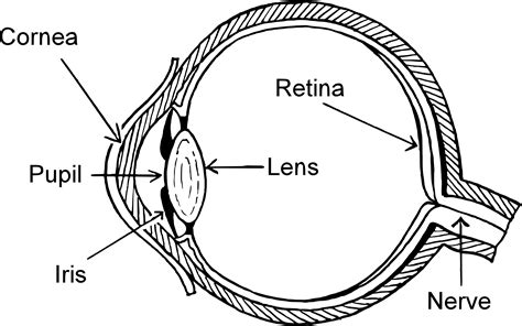 Eye Diagram By Firkin Human Eye Diagram Eye Diagram Diagram Of The Eye