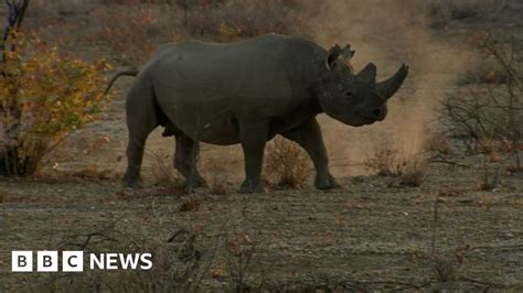 Rhino Poaching Another Year Another Grim Record Bbc News