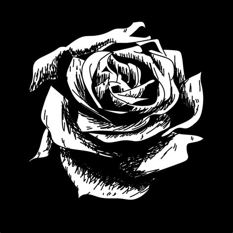 White Rose Outline With Black Background
