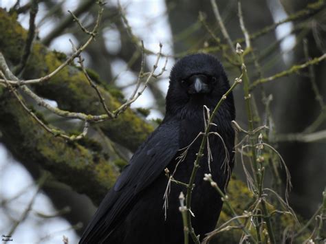 pin by katerina cockbain on character pim black bird witch aesthetic crows ravens