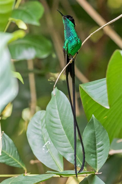 Date perfumes before marrying them. Jamaica Birding Tours - Birdwatching - Birds of Jamaica ...