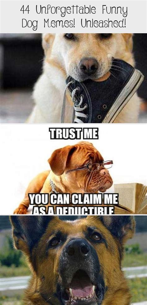 44 Unforgettable Funny Dog Memes Unleashed Humor In 2020 Dog
