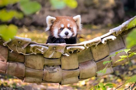 Our Red Pandas Got A New Enrichment Cincinnati Zoo