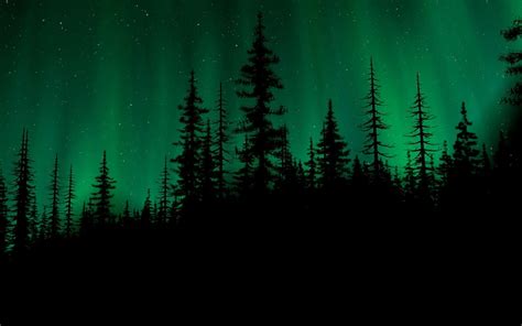 Dark Green Forest Wallpapers Top Free Dark Green Forest Backgrounds