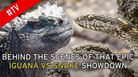 Iguana Vs Snakes Behind The Scenes Planet Earth Ii Full Show Youtube