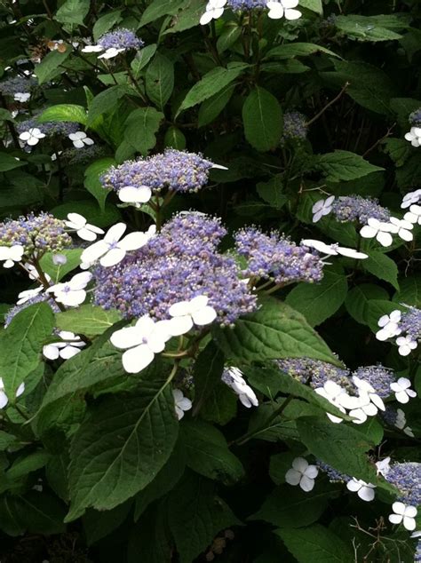 Very Nice Blue Flowering Bush What Is It Though Flowers Forums
