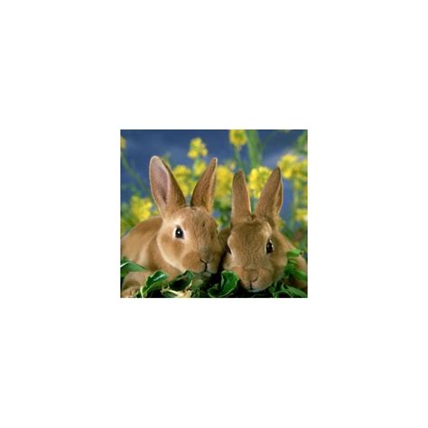 Mini Rex Rabbits For Sale Sydney Strathfield Pet Shop