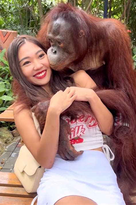 Orangutan Flashes Grin While Groping Womans Breasts At Thailand Zoo