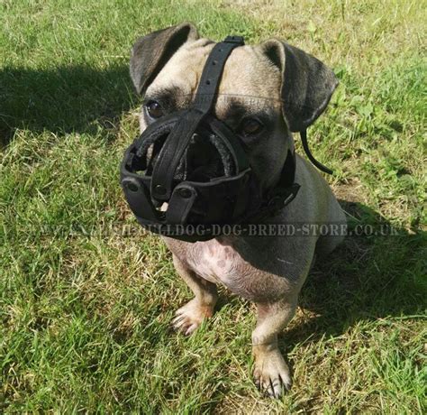 Purebreds are artificially inseminated and there are long. French Bulldog Muzzle of Leather for Walks - £28.90