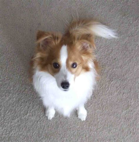 Shelillon Papillon And Shetland Sheepdog Mix Pictures And Information