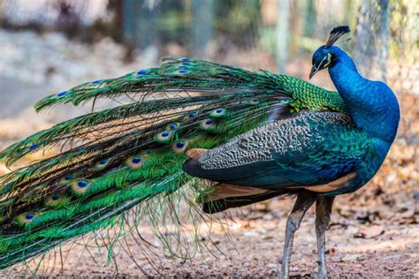 Peafowl Vs Peacock Differences Explained Chicken And Chicks Info