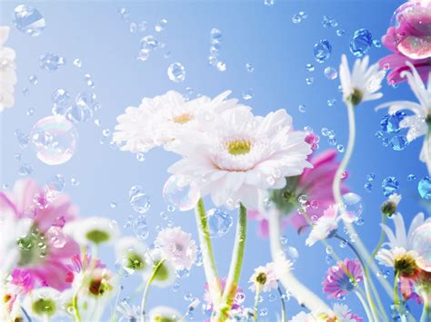 My Lovely Wallpapers Flowers