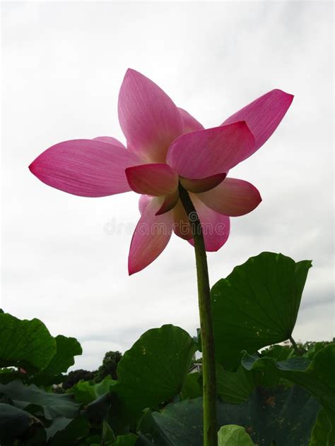 901 Single Stem Lotus Flower Stock Photos Free And Royalty Free Stock