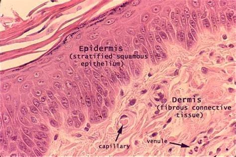 Is Dermis Made Of Keratinized Stratified Squamous Epithelium Steve Gallik