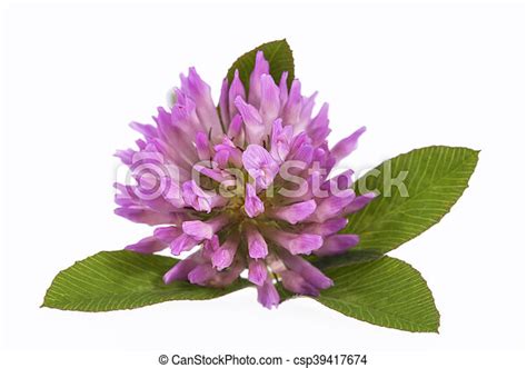 Single Flower Of Pink Clover Isolated On White Background Close Up