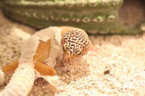 40 Leopard Gecko That Are Cuter Than You Expect