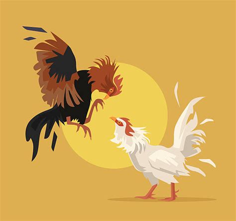 Rooster Or Game Birds Cockfighting Illustrations Royalty Free Vector