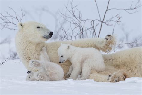 Polar Bear Newborn Cubs 2 Arctic Wildlife Photography Polar Bear Images