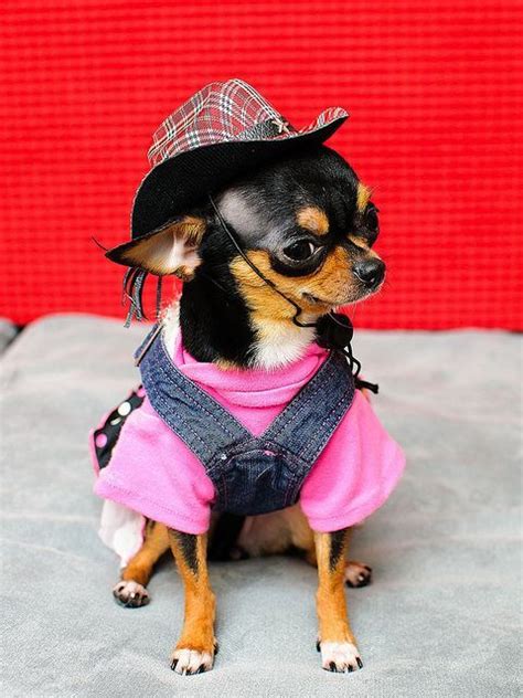 60 Best Halloween Costumes For Chihuahuas Cute Chihuahua Chihuahua