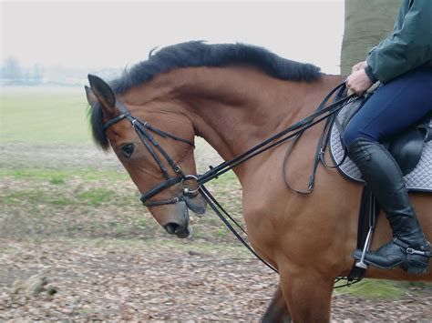 Six Reasons To Stay Away From Draw Reins