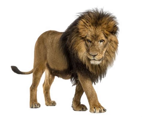 Lion Lion Transparent Background Png Clipart Hiclipart Images