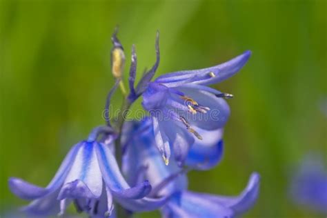 Common Bluebell Flower Macro Hyacinthoides Non Scripta Stock Photo