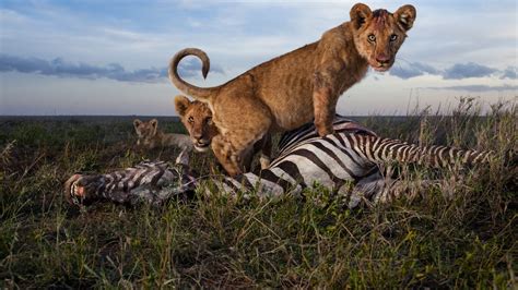 14 Incredible Photos Of African Predators In Action