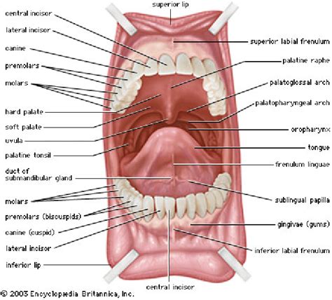 Schematic Drawing Of The Oral Cavity 97 Download Scientific Diagram