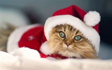 Christmas Kittens Wallpapers Top Free Christmas Kittens Backgrounds