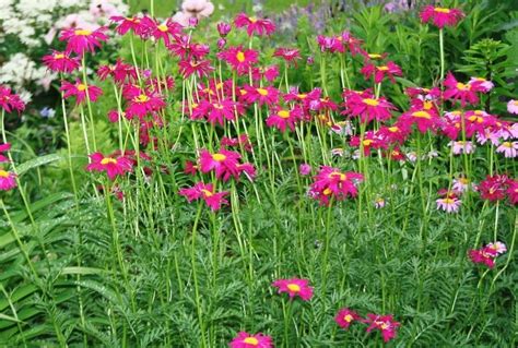Photo Of The Entire Plant Of Painted Daisy Tanacetum Coccineum