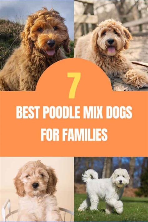 7 Best Poodle Mixes For Families With Photos Oodle Life