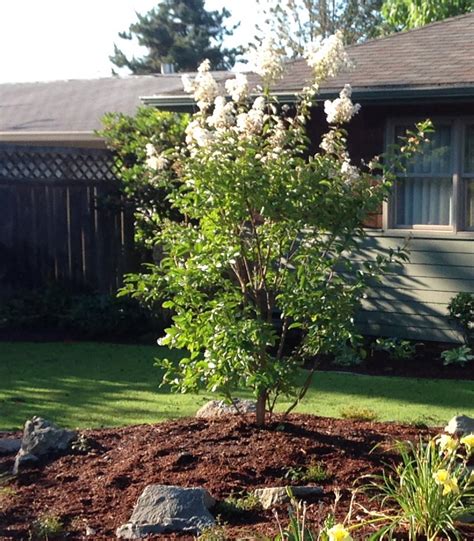 Small Trees For Portland Dog Friendly Landscaping