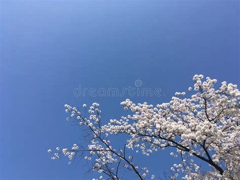 The Sakura Tree Stock Image Image Of Blue Sakura Flora 224344115