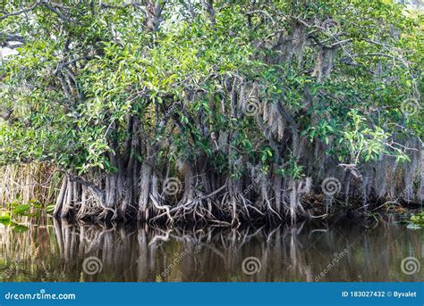 Mangroves In The Everglades Park Florida Usa Stock Photo Image Of