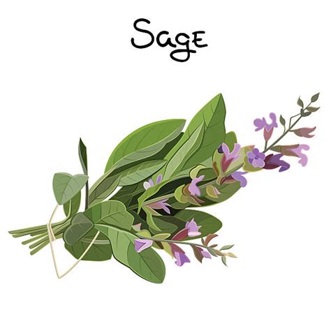 Royalty Free Sage Clip Art Vector Images And Illustrations Istock