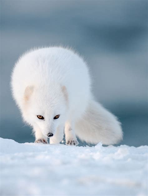 Arctic Fox Photography Iceland Wildlife Holiday Europe Group Tour