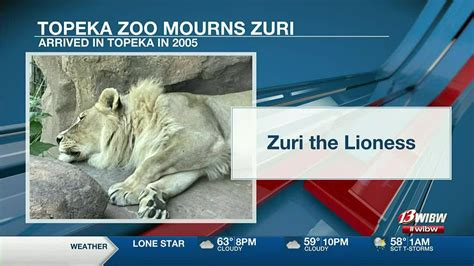 Topeka Zoo’s lioness made famous by pseudo-mane passes away at 19 - YouTube