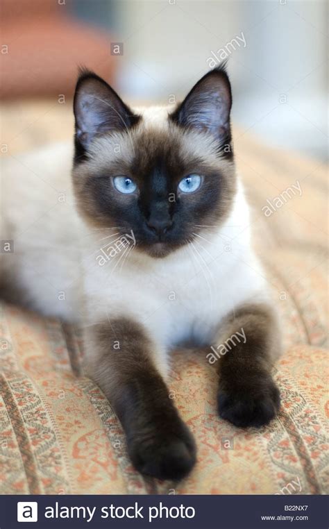 A Seal Point Siamese Cat Lying Down Stock Photo Alamy