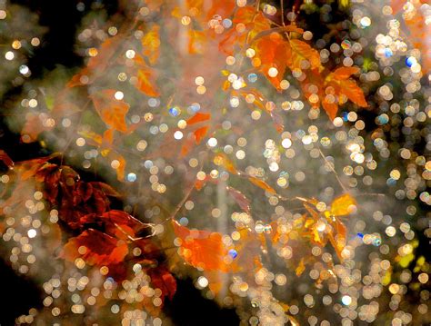 Fall Bokeh Backyard Stuff Wine And Afternoon Lights Consp Flickr