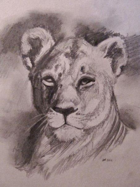 Lioness Sketch By Yellowbellyhill On Deviantart
